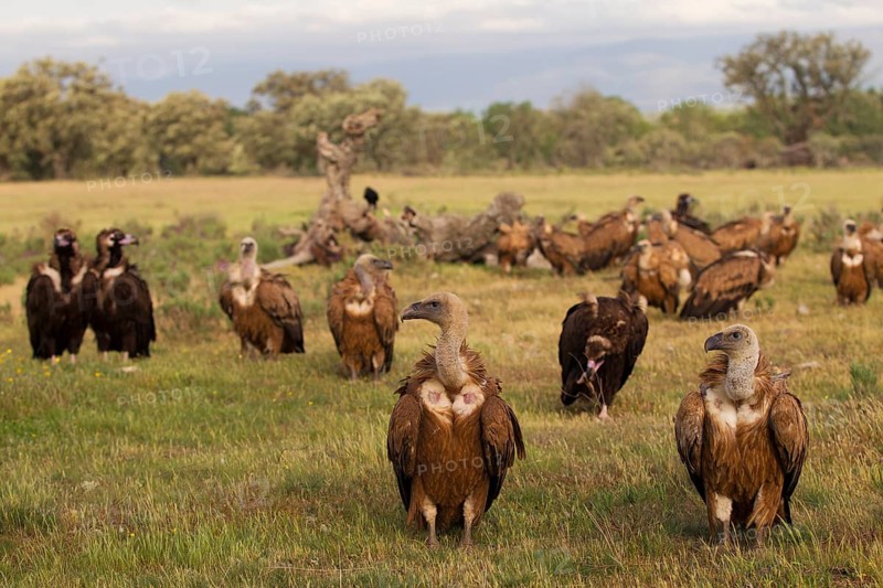 Griffon Vulture,