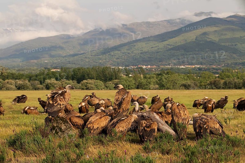 Griffon Vulture,