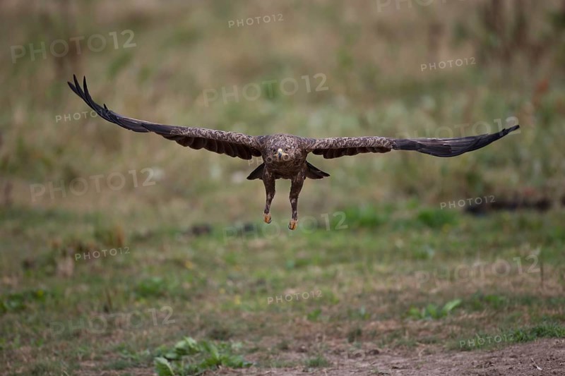 Lesser Spotted Eagle,