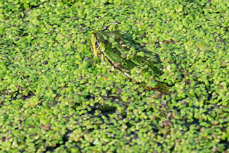 Water frog also green frog,