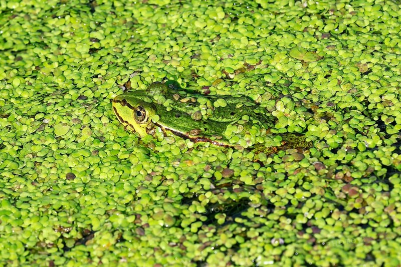 Water frog also green frog,