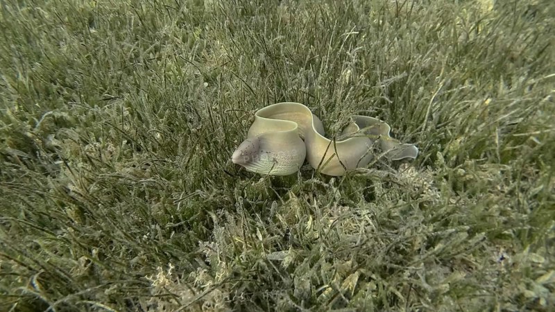 Close-up of Moray lie in green seagrass. Geometric moray,