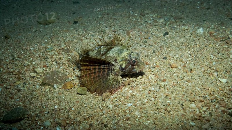 Zebra Lionfish,