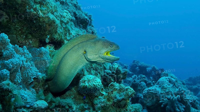 Close-up portrait of Moray with open mouth peeks out of its hiding place. Yellow-mouthed Moray Eel,