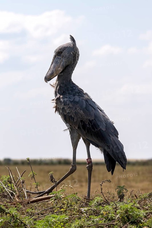 Shoebill,
