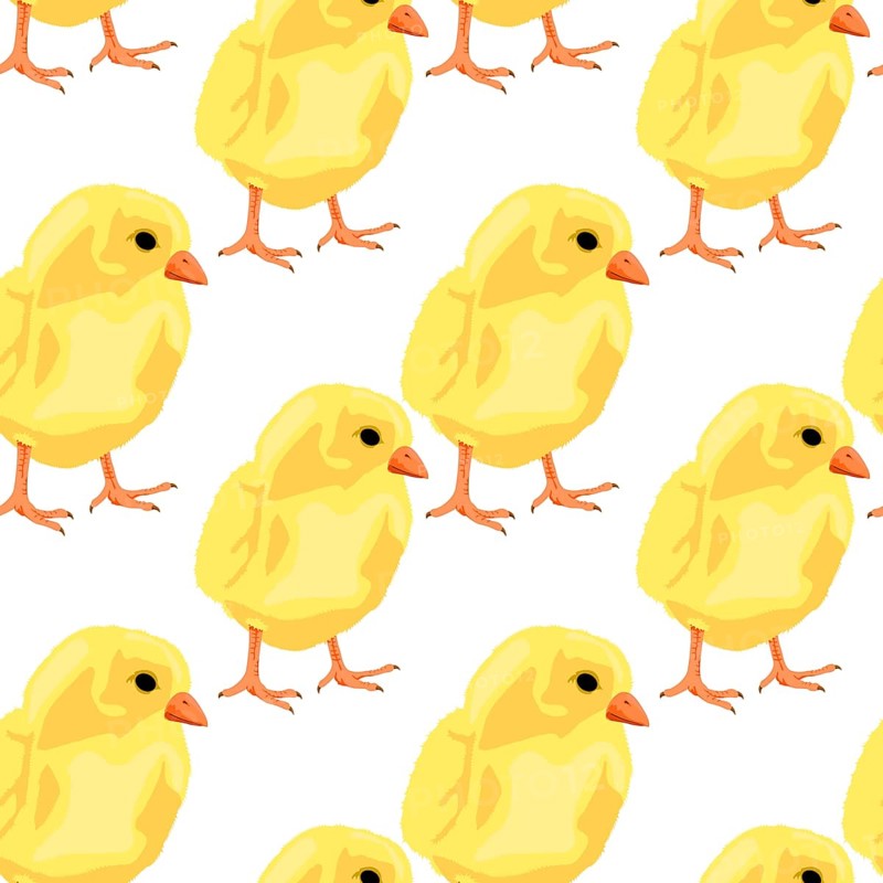 Baby chicken seamless pattern on white, vector background