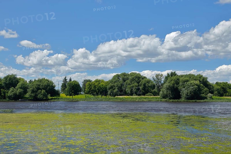 Environment, algae formation in the river