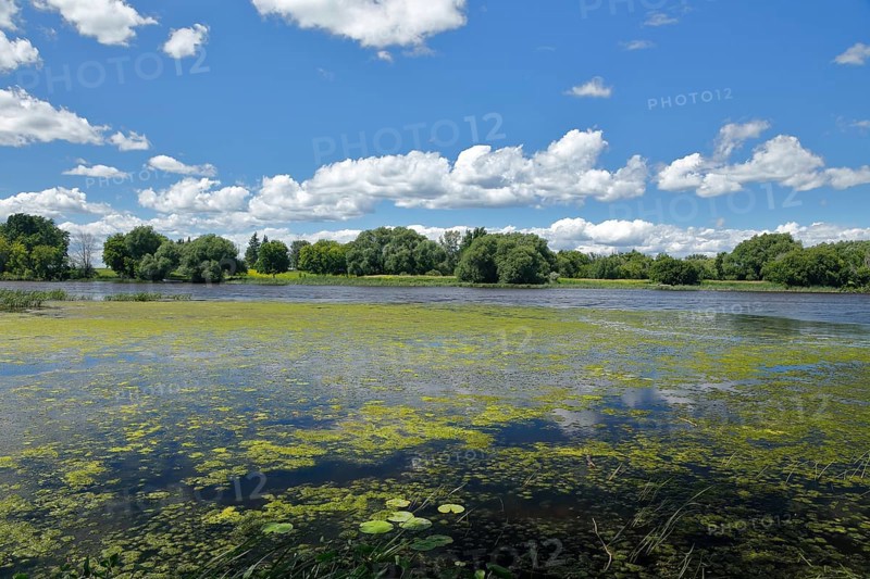 Environment, algae formation in the river