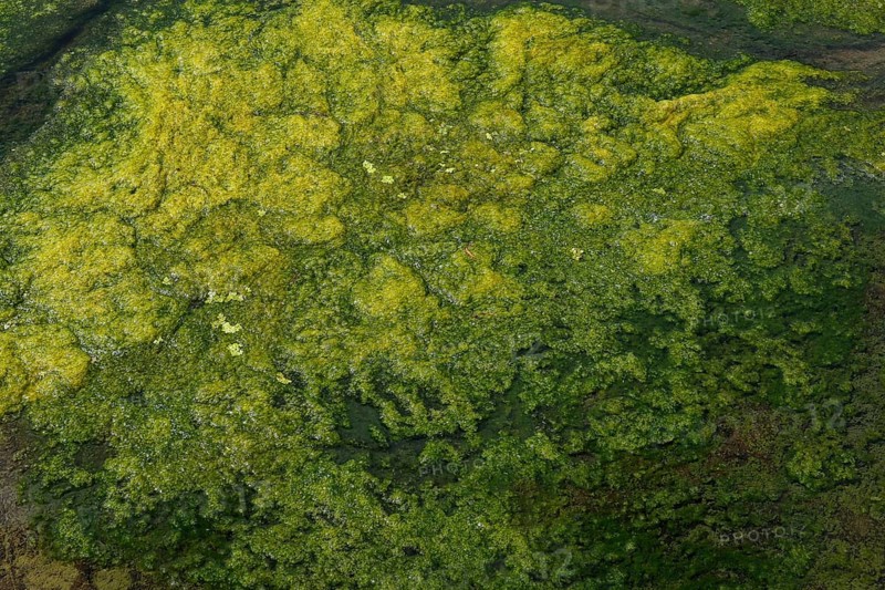 Environment, algae formation in the river