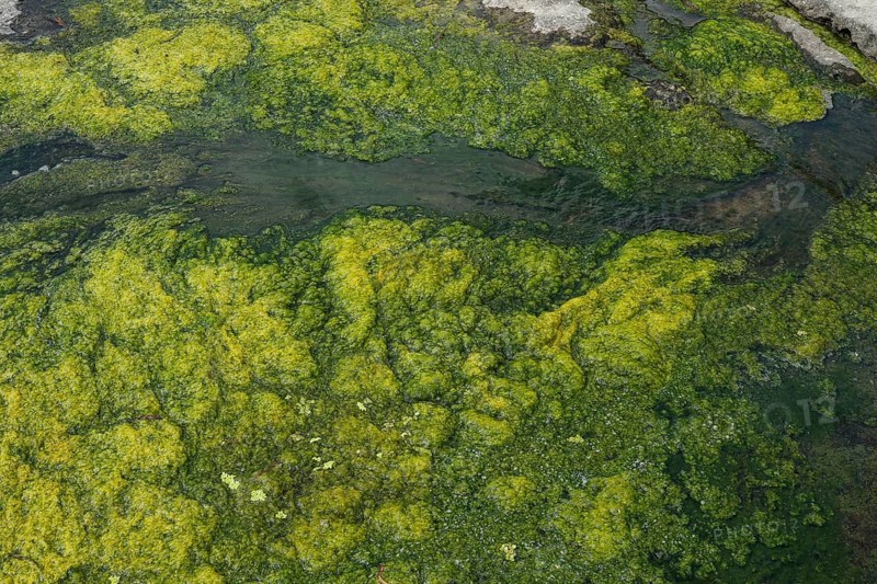 Environment, algae formation in the river