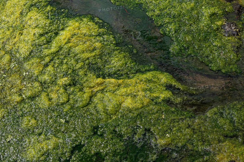 Environment, algae formation in the river