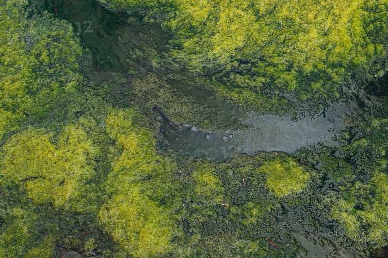 Environment, algae formation in the river
