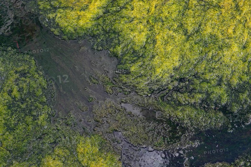 Environment, algae formation in the river