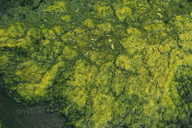 Environment, algae formation in the river