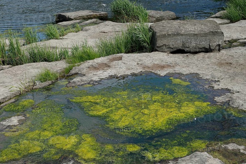 Environment, algae formation in the river