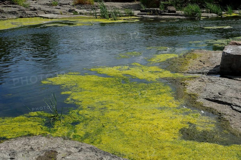 Environment, algae formation in the river