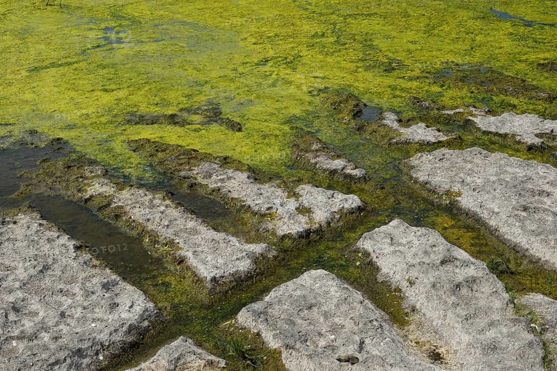 Environment, algae formation in the river