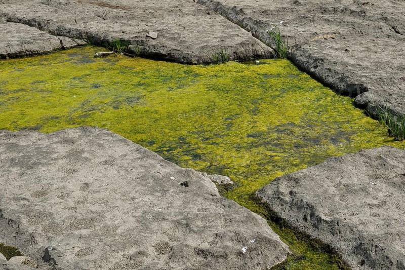 Environment, algae formation in the river