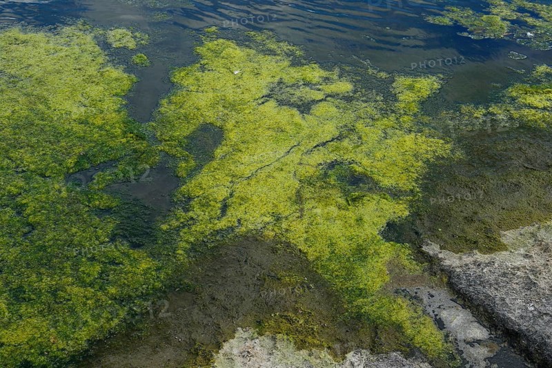 Environment, algae formation in the river