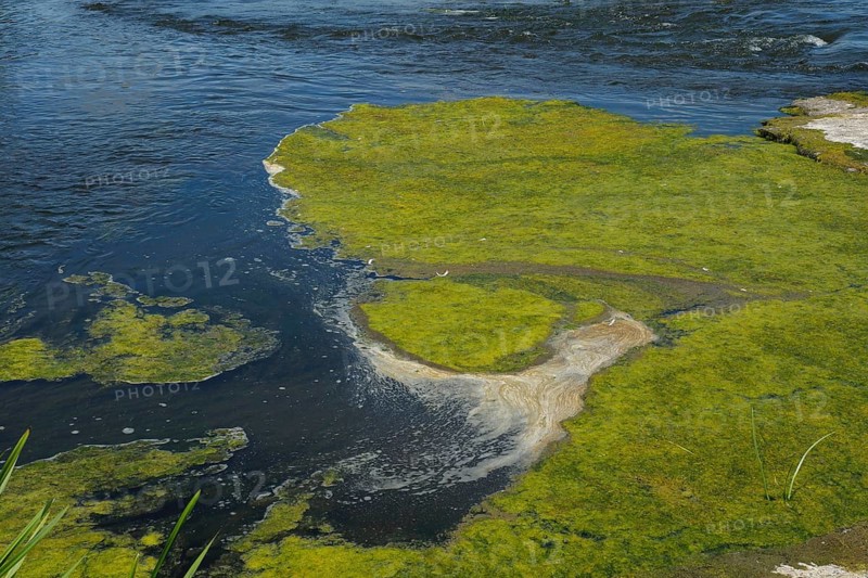 Environment, algae formation in the river