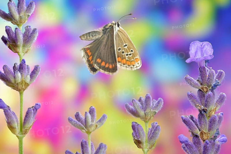 Common blue butterfly,