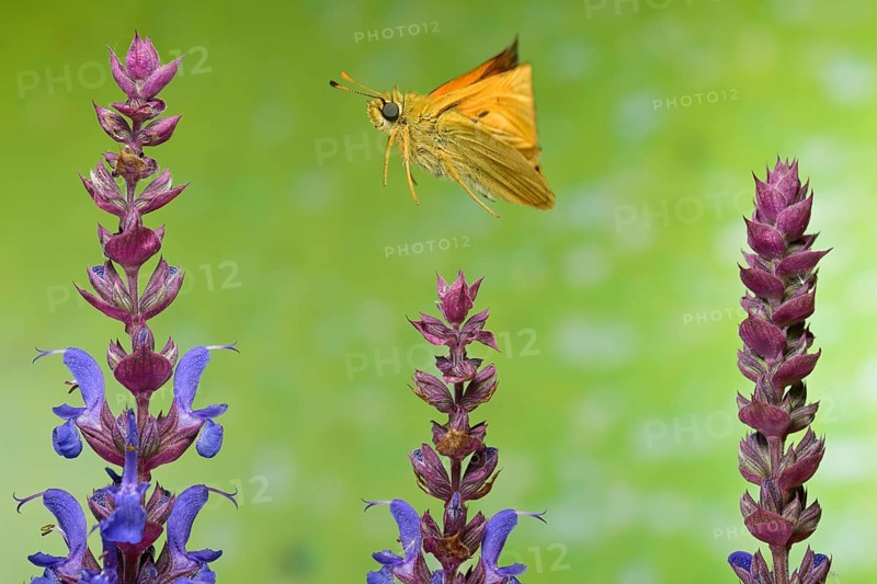 Large skipper,