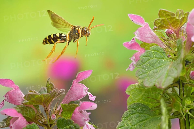 Field wasp bee,