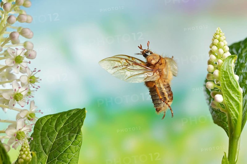 European june beetle,