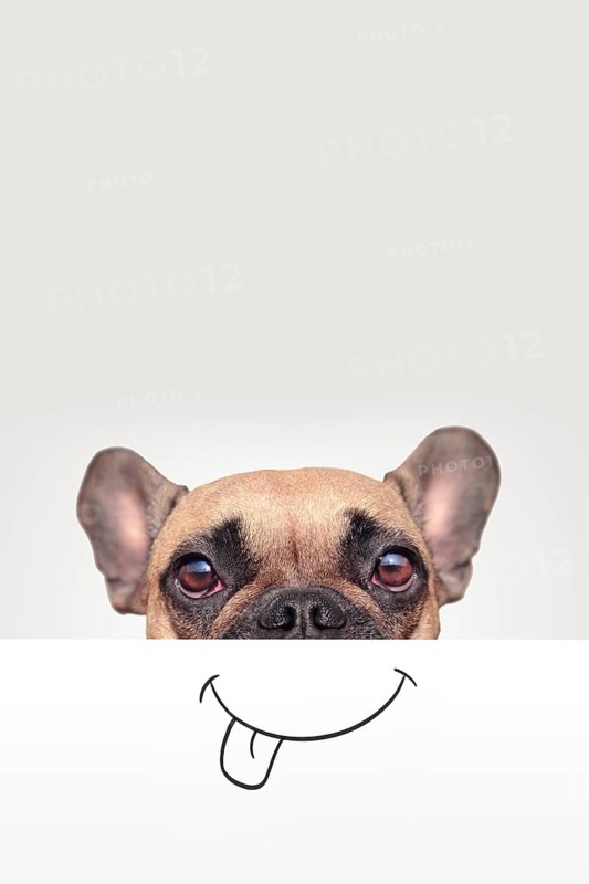 French Bulldog dog with half of face covered with white paper with painted on funny happy mouth with tongue sticking out with empty copy space above,