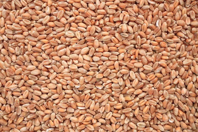 Mature wheat, wheat grains