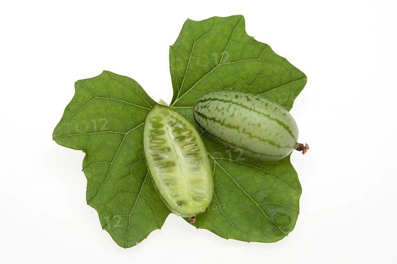 Melothria scabra,