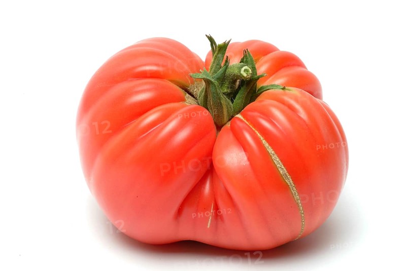 Ripe tomato of the Cuore di bue variety, oxheart tomato