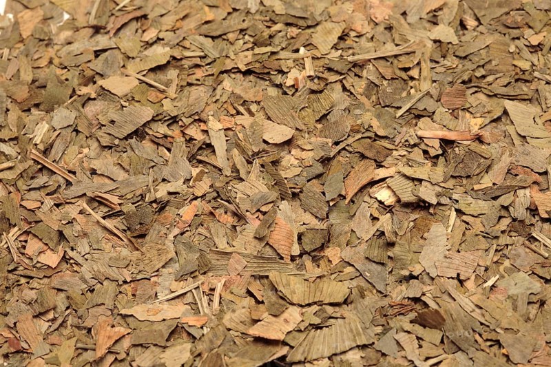 Ginkgo,