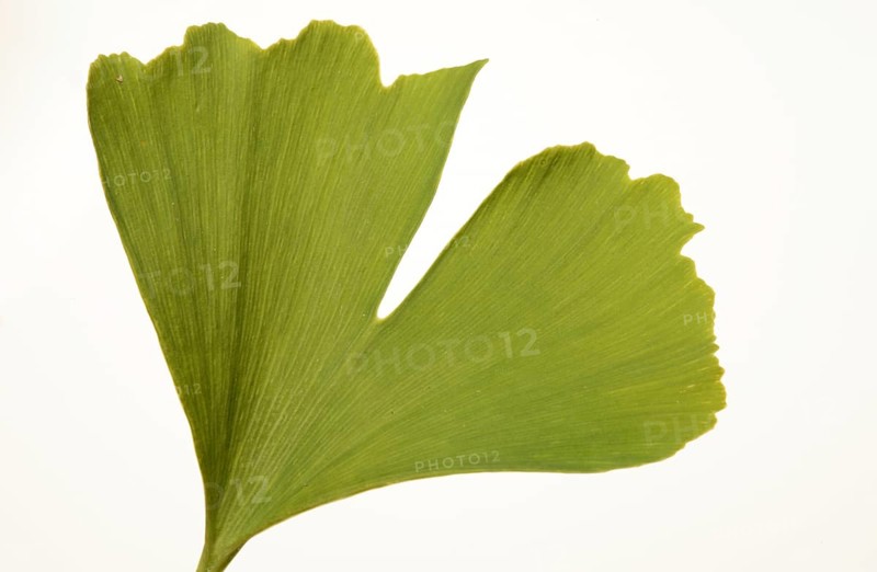 Ginkgo,
