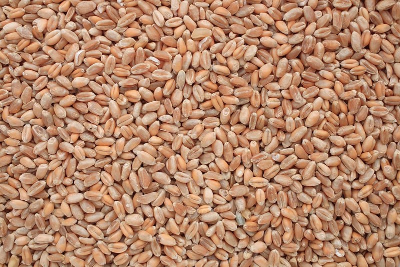 Ripe wheat grains, wheat or common wheat