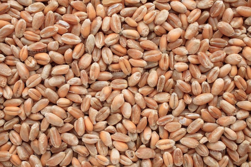 Ripe wheat grains, wheat or common wheat