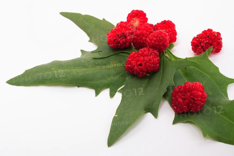 The spiked strawberry spinach,