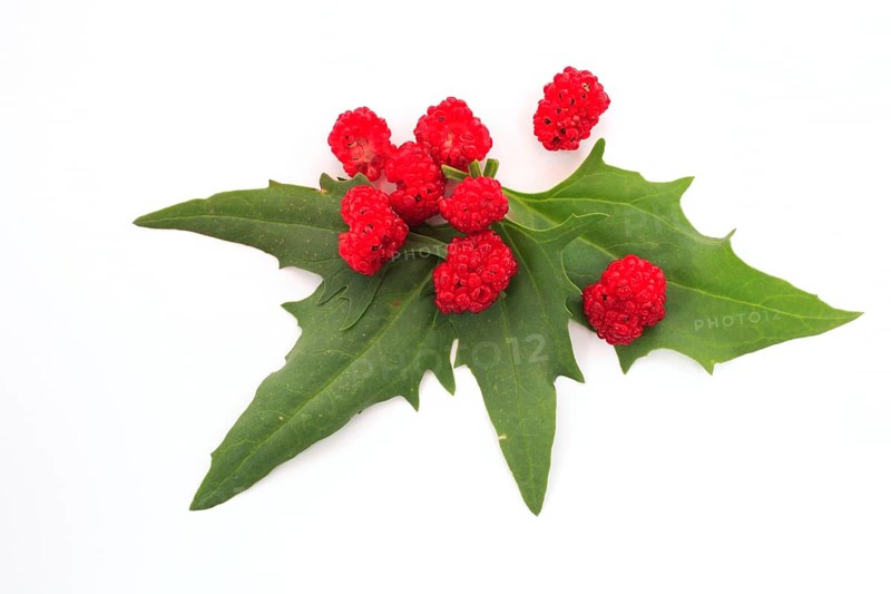 The spiked strawberry spinach,