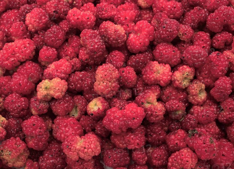 The spiked strawberry spinach,