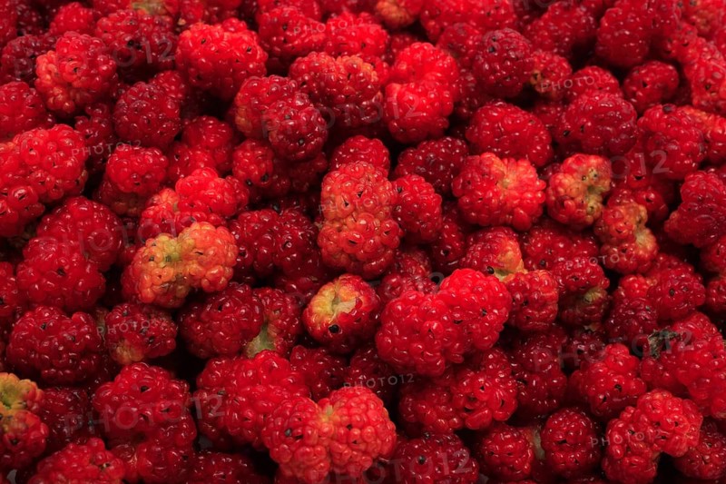 The spiked strawberry spinach,