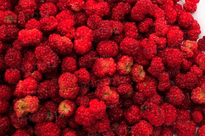The spiked strawberry spinach,