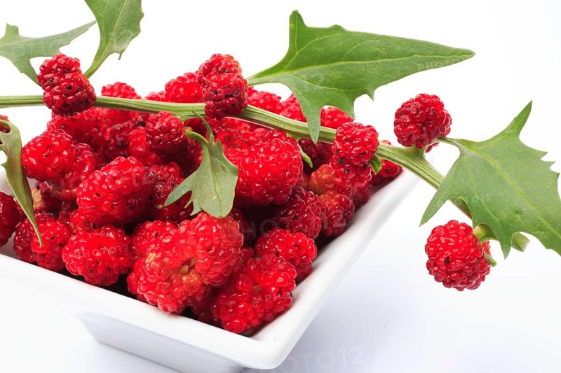 The spiked strawberry spinach,