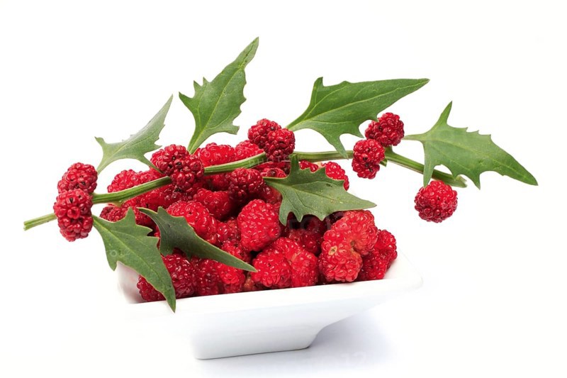 The spiked strawberry spinach,