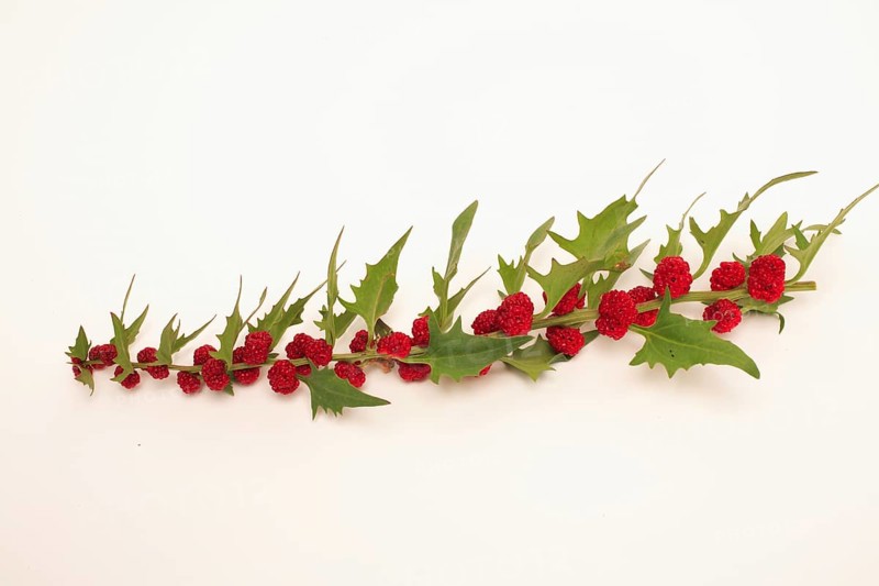The spiked strawberry spinach,