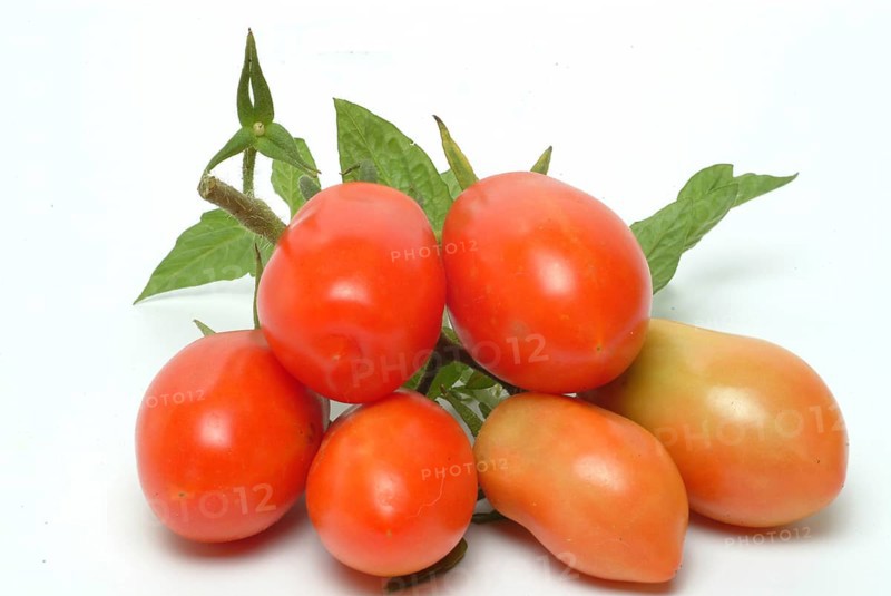 Ripe tomatoes of the variety San Marzano tomatoes, Pomodoro San Marzano dell'Agro Sarnese Nocerino