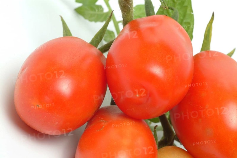 Ripe tomatoes of the variety San Marzano tomatoes, Pomodoro San Marzano dell'Agro Sarnese Nocerino