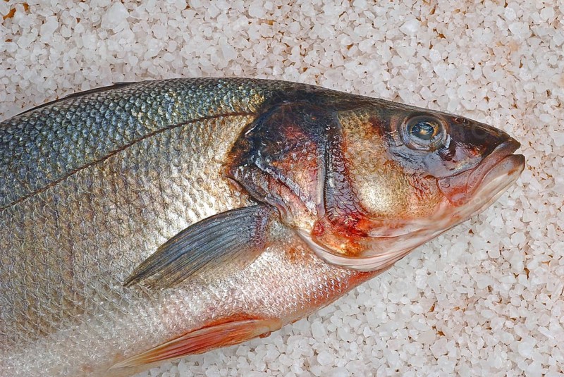 Preparation, edible fish gilt-head sea bream