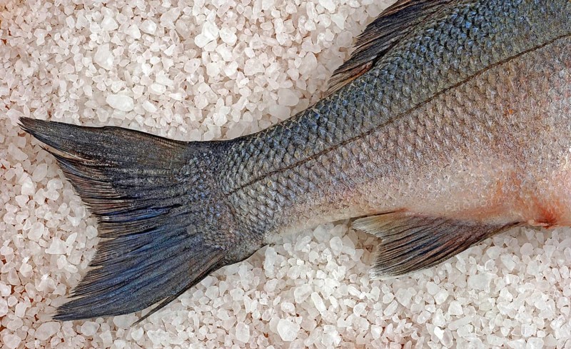 Preparation, edible fish gilt-head sea bream
