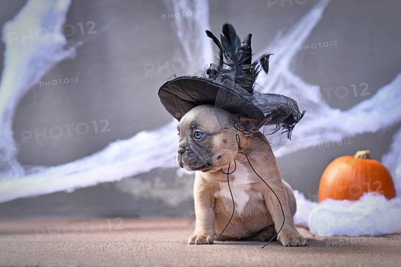 Cute French Bulldog dog puppy dressed up with large Halloween witch hat in front of seasonal background with spider webs and pumpkin,