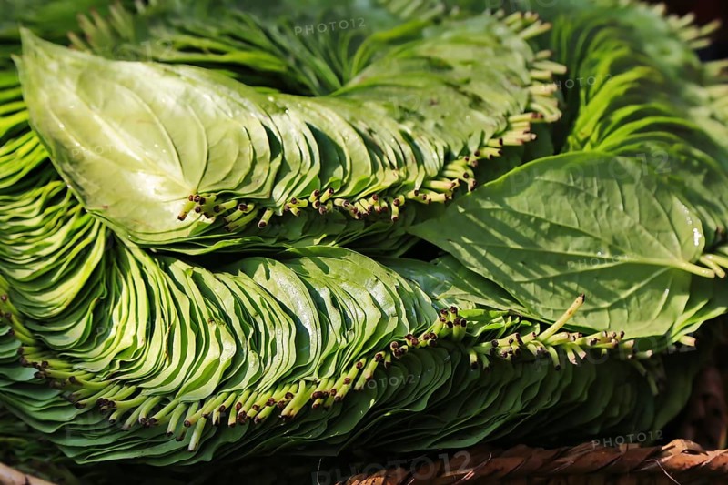 Betel, betel pepper plant or betel pepper leaf at Mani Sithu Market. Nyaung-U